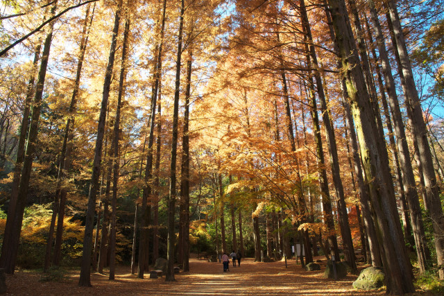 生田緑地